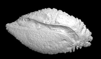 Media type: image;   Ichthyology 170456 Description: Otolith;  Aspect: Lateral